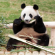 More genetic analysis could one day reveal whether the Guangxi pandas were as cute as modern ones.